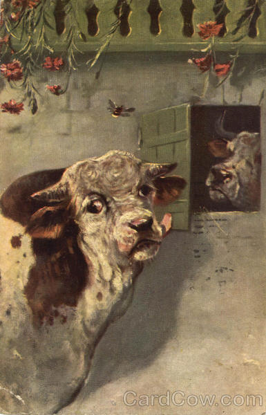 Cows