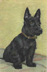 Scottish Terrier