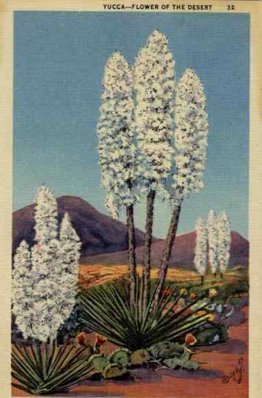 Yucca - Flower of the Desert Flowers