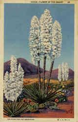 Yucca - Flower of the Desert