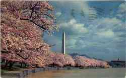 Washington Monument and Cherry Blossoms