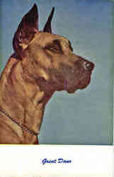 Great Dane
