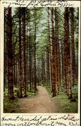 Cathedral Woods, Intervale