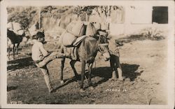 Pack mule and two men. Postcard