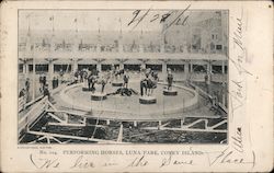 Performing Horses, Luna Park Postcard