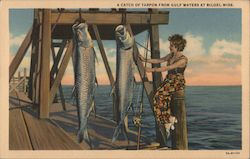 A Cach of Tarpon from Gulf Waters Postcard