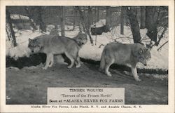 Timber Wolves - Alaska Silver Fox Farms Postcard