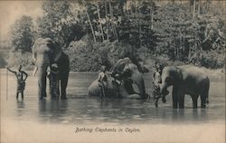 Bathing Elephants in Ceylon Postcard