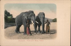 Elephants - Federated Malay States Postcard