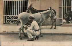 Milking the Burras in Cuba Postcard