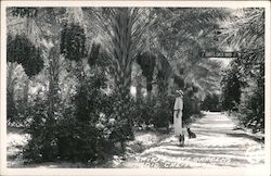 Man with 2 dogs on a path at Sniffs Date Gardens Postcard