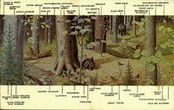 Adirondack Museum