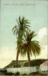 Palms At Old Sandiogo, Painted 1769