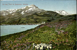 On The Trail To Unalaska