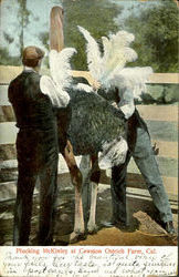 Plucking Mckinley At Cawston Ostrich Farm