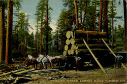 Loading Timber,Lumber Scene