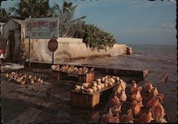 Southernmost Point Postcard
