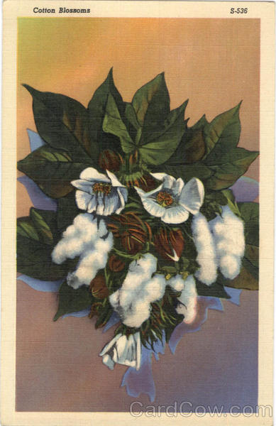 Cotton Blossoms Flowers