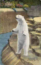 Polar Bear Pit, Forest Park Zoo
