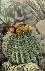 Barrel Cactus
