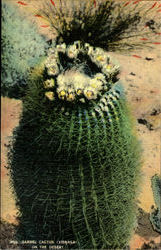 Barrel Cactus (Vrsnaga) On The Desert