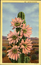 Cactus In Bloom