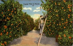Orange Time in Florida
