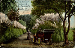 A Pampas Grass