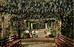 Wistaria And Rose Arror