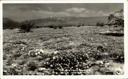 Desert Flowers Desert Flowers