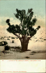 Joshua Palm
