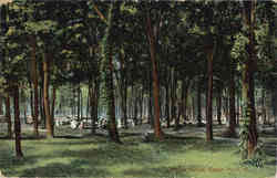 Picnic Grove Picnic Grove