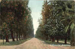 A Beautiful Driveway Orarges Pepper-Magnolia Blossoms