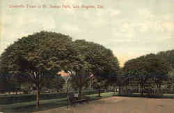 Umbrella Trees in St. James Park