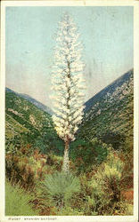 Spanish Bayonet