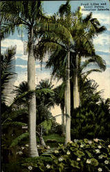 Pond Lilies And Royal Palms, Hawaiian Islands