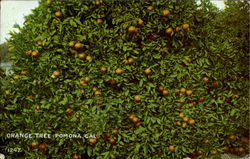 Orange Tree