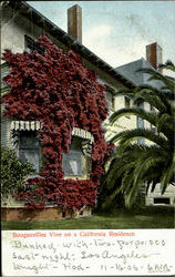 Bouganvillea Vine On A California Residence