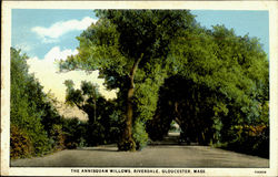 The Annisquam Willows, Riverdale The Annisquam Willows, Riverdale