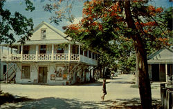 Royal Poinciana Blooms Near Quaint Architecture Royal Poinciana Blooms Near Quaint Architecture
