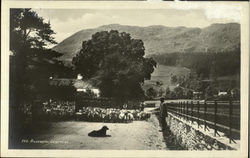 Silverrow
