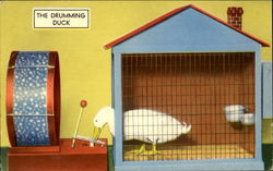 The Drumming Duck