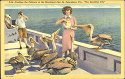 Feeding The Pelicans At The Municipal Pier