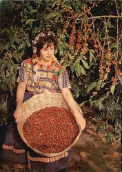 Café Guatemalteco de Fama Munidial