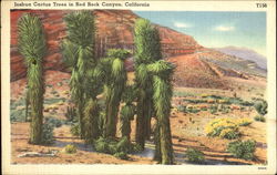 Joshua Cactus Trees In Red Rock Canyon