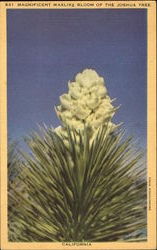 Magnificent Waxlike Bloom Of The Joshua Tree