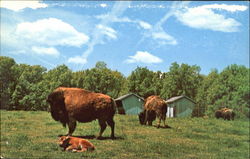 Buffalo Cow And Calf, Pokagon State Park Buffalo Cow And Calf, Pokagon State Park