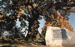 Council Oak Council Oak
