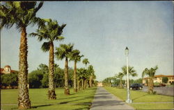 Palm Trees
