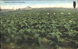 Tobacco Field In Kentucky Postcard